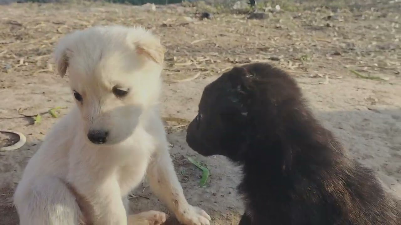 Cutest Puppies You’ll Ever See 🐶 Try Not To Smile Challenge!