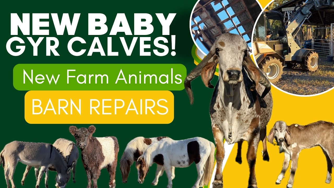 BABY GYR CALVES! New Farm Animals | BARN REPAIR | Farm Improvements