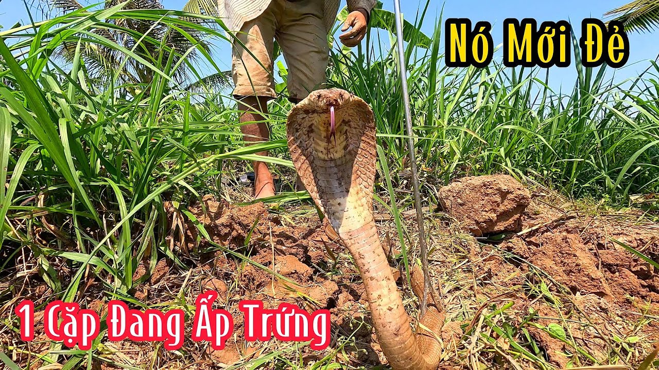 Cặp Hổ Mang Ấp Trứng Nó Nằm Hang Xa 10 Mét Kinh Khủng | Mười Thương Săn Bắt