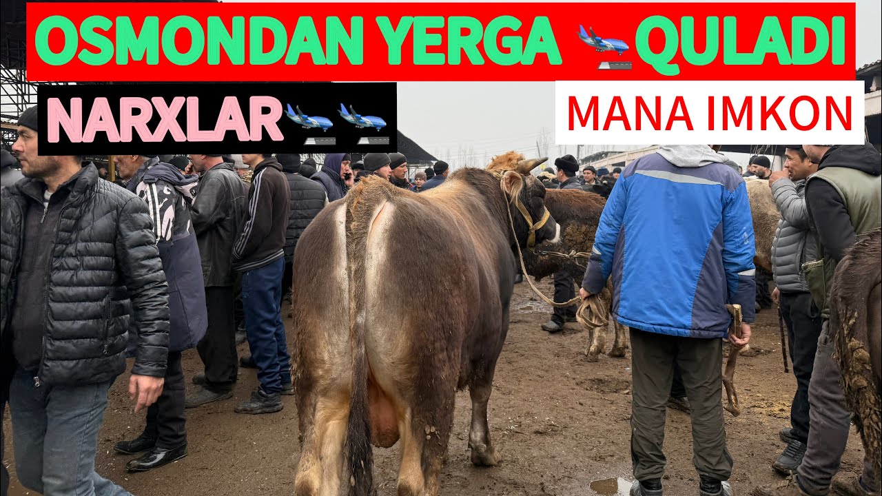 🛑 UZBDA ARZON BOZOR BOQMA BUQA NARXLARI‼️🚀🛬💣OSMONDAN YERGA QULADI 