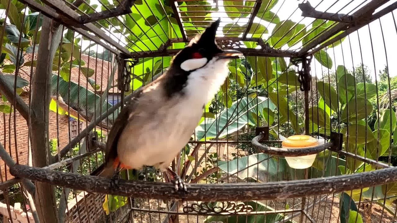Thailand bird - เสียงนกกรงหัวจุก สำหรับต่อ หรือ เปิดให้นกคึก เสียงเพราะๆ -  #เจ้าคิง #นกกรงหัวจุก