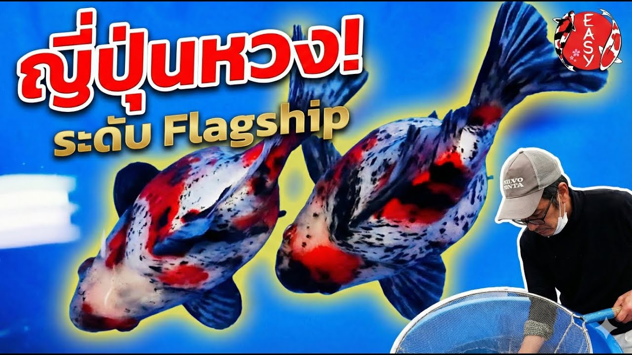 Flagship เท่านั้นที่ผมมอง! ทามาซาบะ 'ซันไซ' ไซซ์ยักษ์ ที่ญี่ปุ่นยังไม่อยากขาย