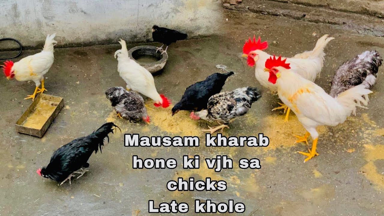 Mausam kharab or barish 🌧️ ki vjh sa cockral murga or cochin bentom chicks 🐥 kafi late khole . 