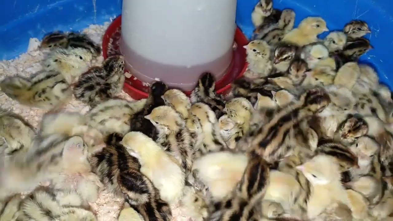خروج طيور السمان😇تربية طيور السمان في البيت 🏡كيفية الإعتناء بها👌🏻دعم المشروع🤑