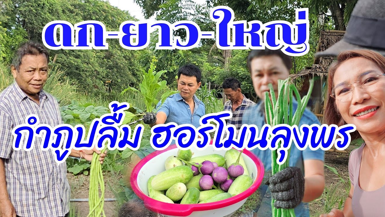 ดก-ยาว-ใหญ่ กำภูปลื้มมาก ฮอร์โมนลุงพร #บ้านสวนกำภูEp1094