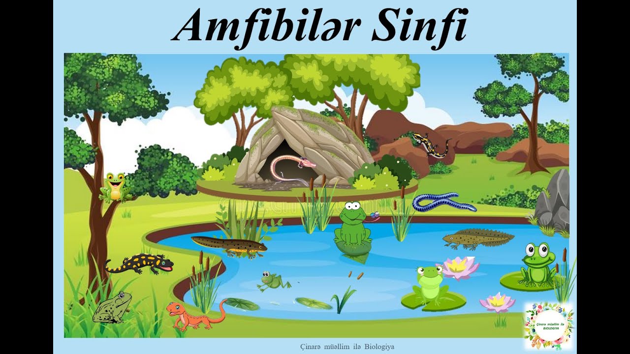 Suda-quruda yaşayanlar sinfi (Amfibiler)
