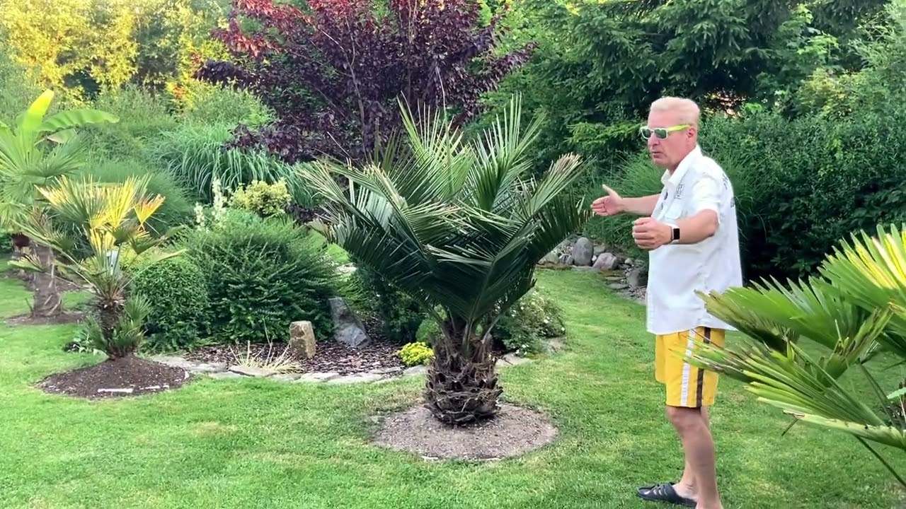 Jubea Chilensis vs Datlovník Kanárský