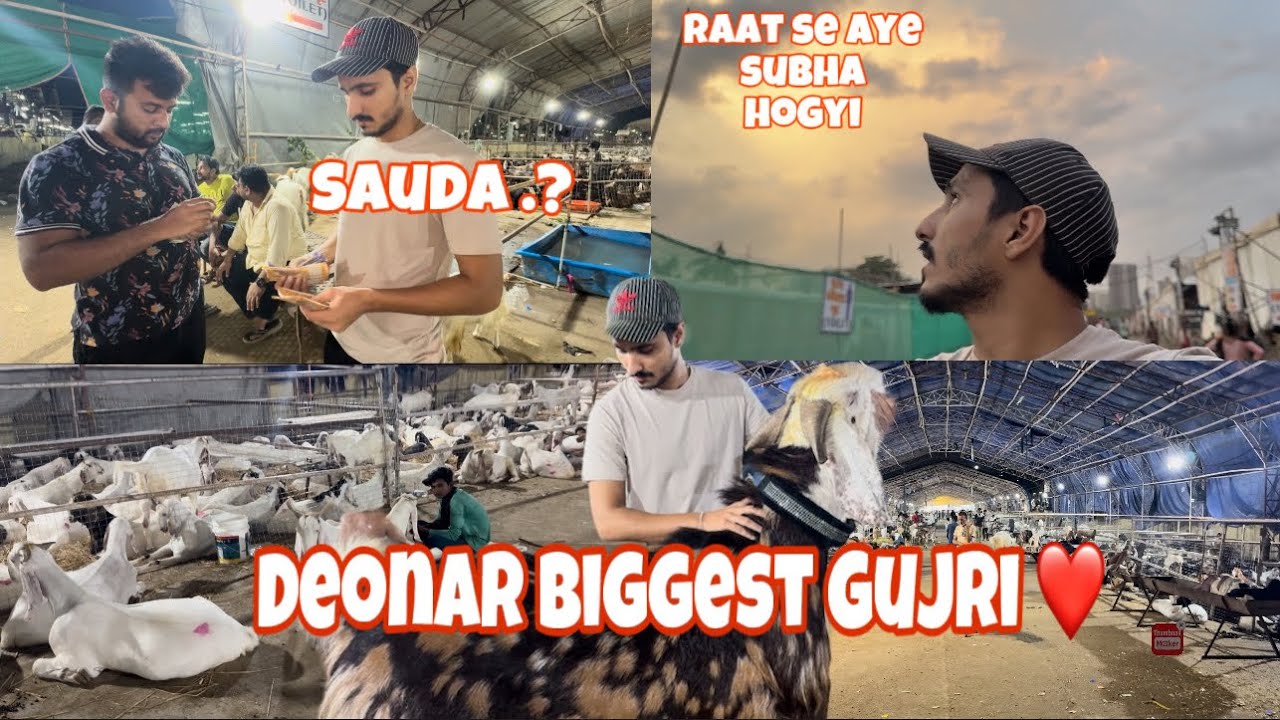 Deonar Biggest Gujri Sauda ✨❤️| 1,70,000 Ka Bakra😰 |44 Height #bbvlogs #deonarmandi #2024 #subscribe