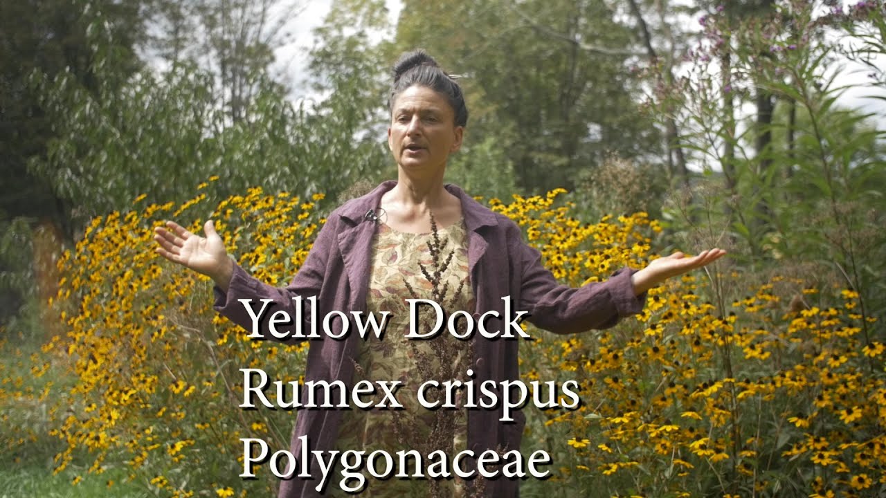 Meet YELLOW DOCK: Common Global Weed Full of Wild Food and Herbal Medicine Gifts!