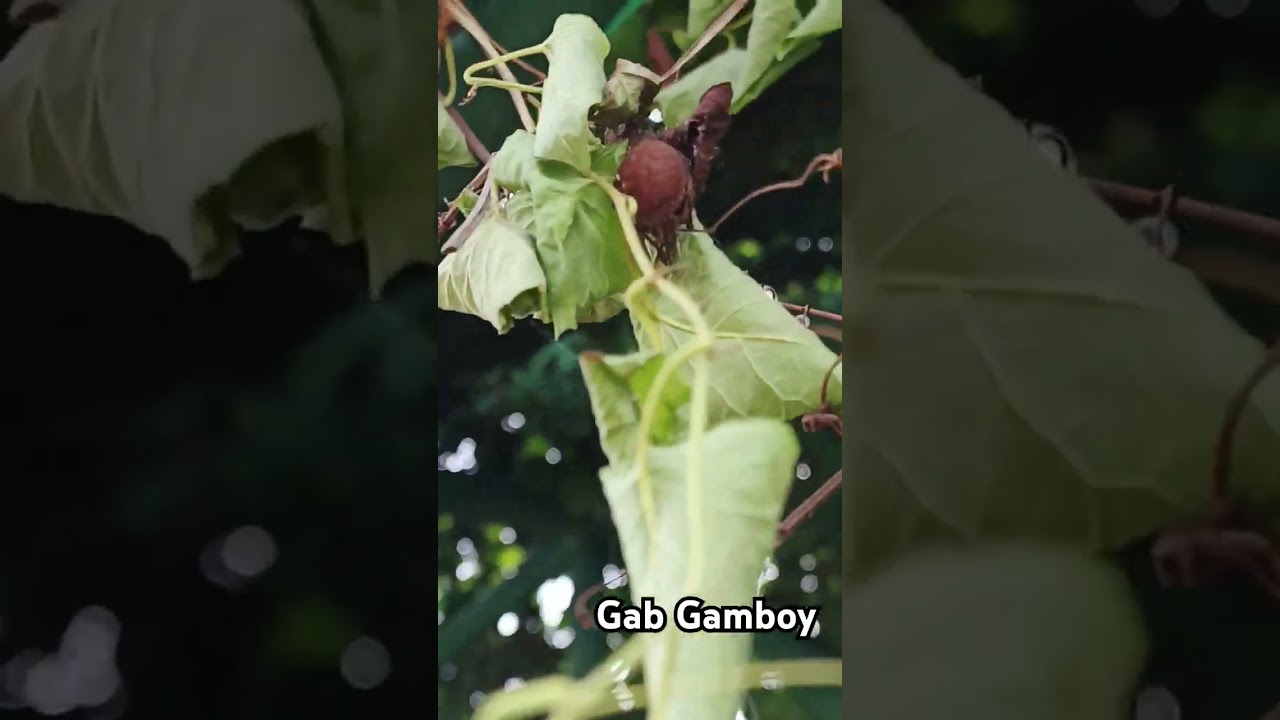 Gagamba hunting. 