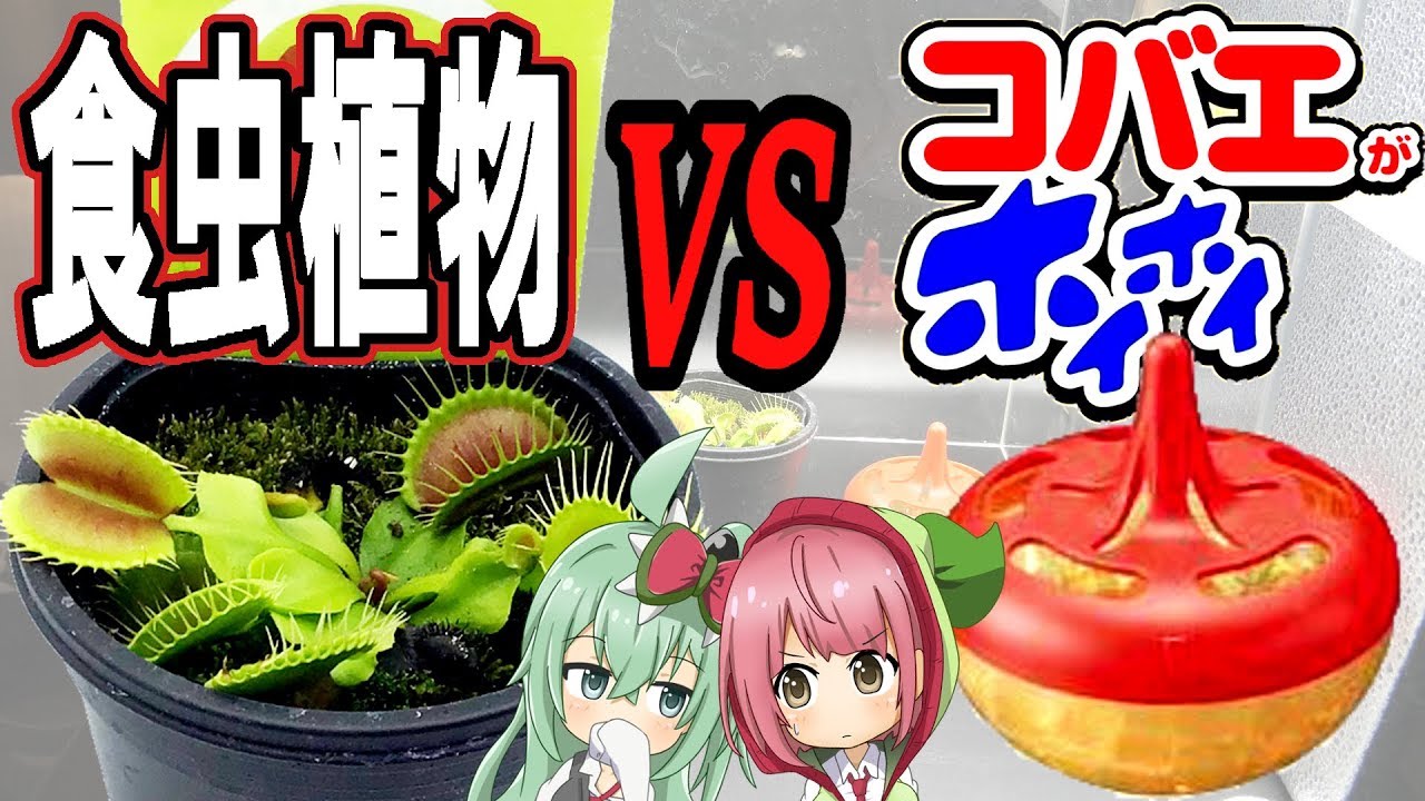 【検証】食虫植物 VS コバエがホイホイ　どっちがハエを捕まえるか検証した結果が衝撃的すぎる!!【食虫植物TV】