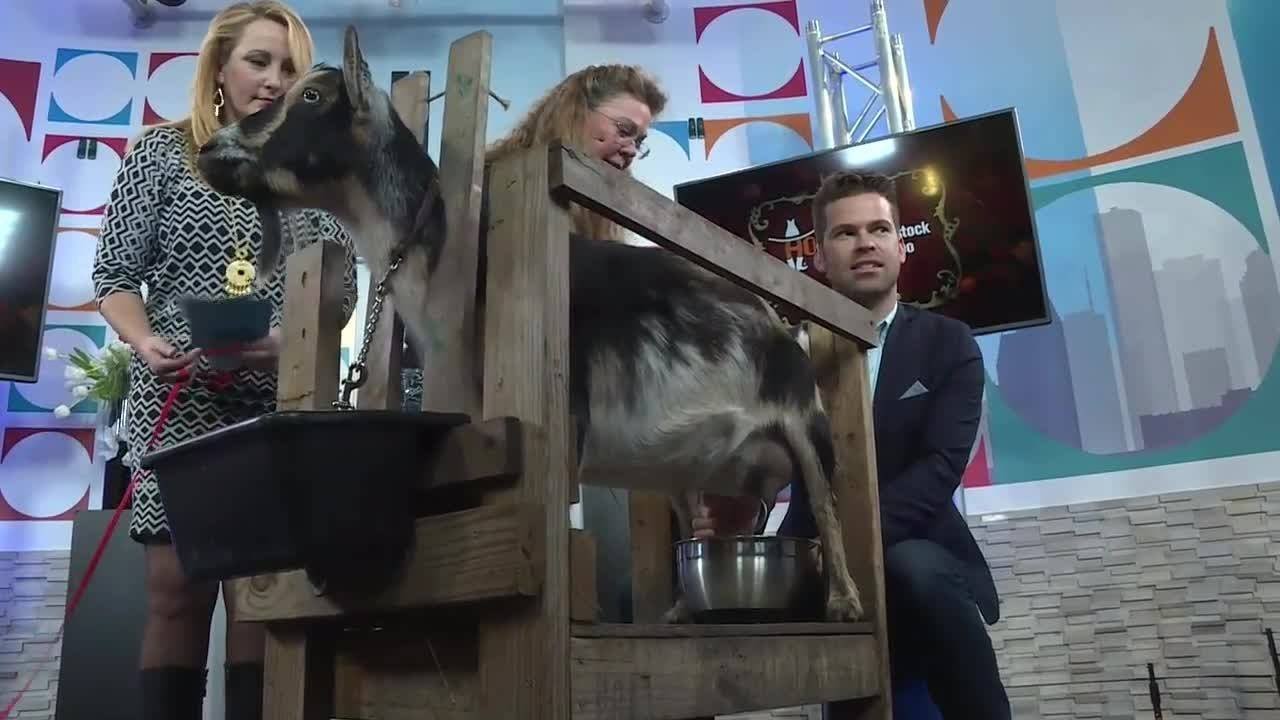 Goat Milking