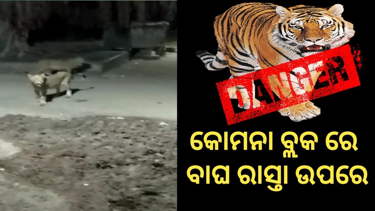 Komna Block Nuapada District (Odisha) Tiger On Road , Tiger In Komna Block