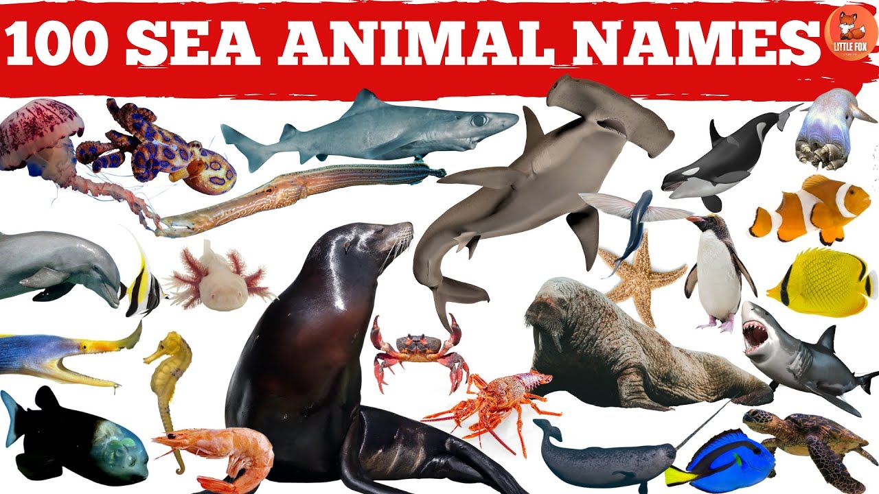 Top 100 Sea Animal Species Names in  English #kids #animals #fish