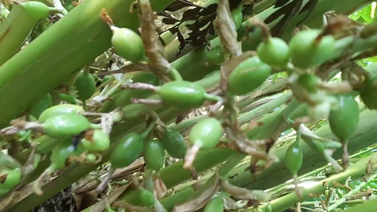 Summer views of the Cardamom Plants #youtubefeed #youtubesearch #yt #video #videos #youtube #nature 