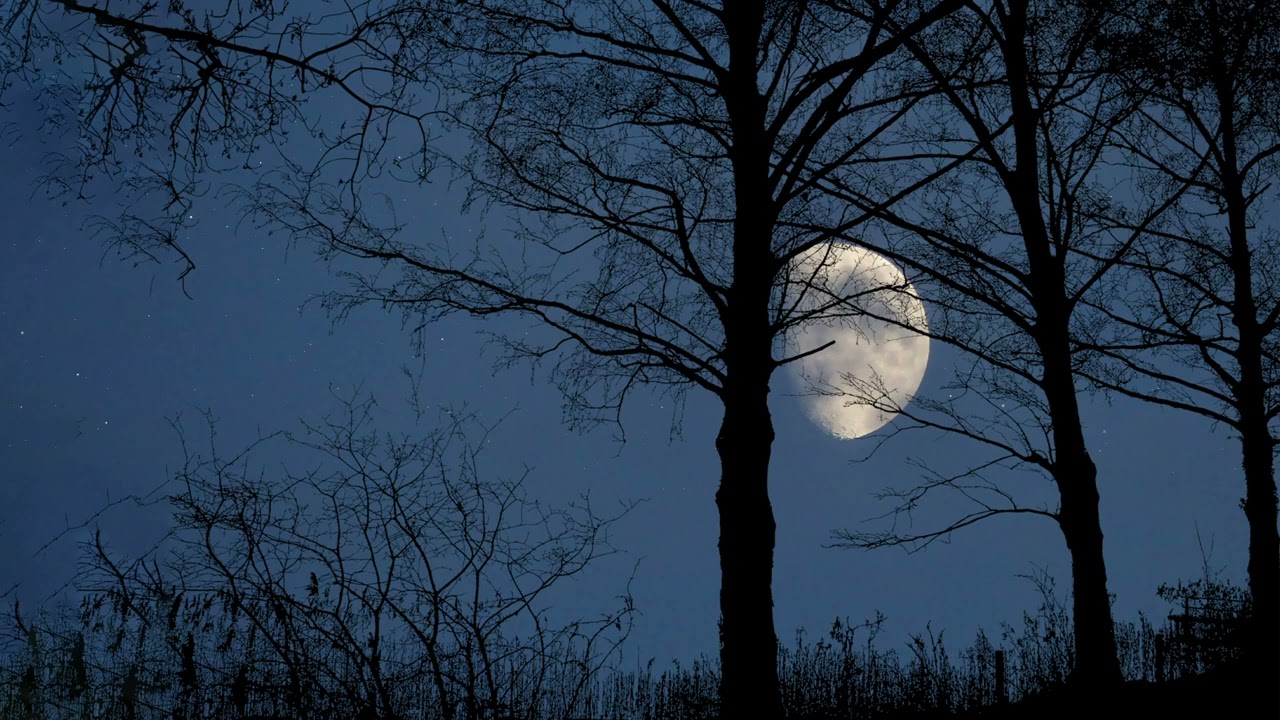 Fall Asleep In 5 Minutes! Peaceful forest of chirping crickets - Soothing sleep sounds