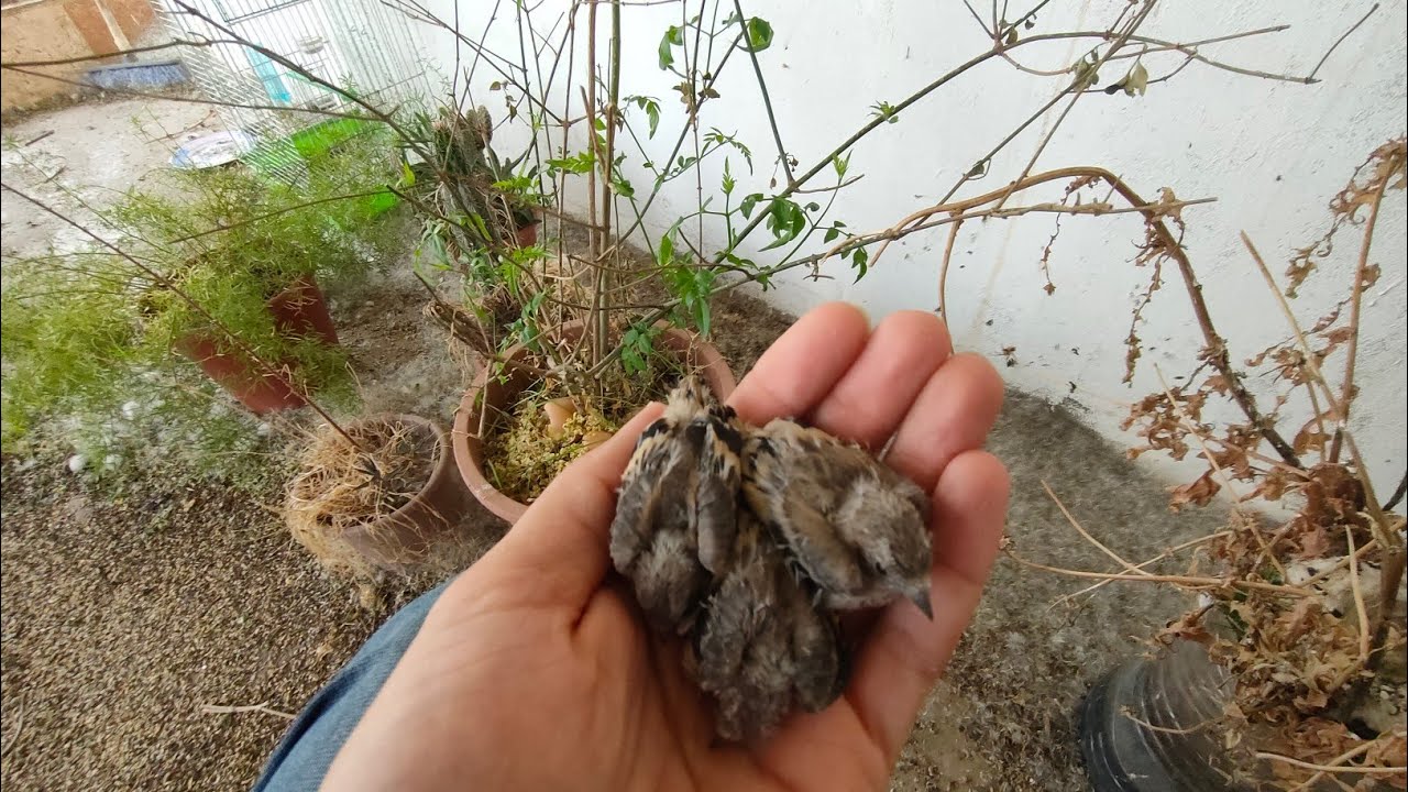 خروج فراخ الحسون من العش بعمر 16يوم..les poussins chardonnert on quitter le nid à la âge de 16 jours