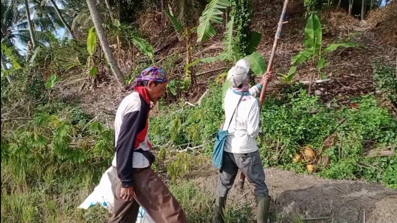 Ngunduh kelapa nyampe tujuan langsung bergerak