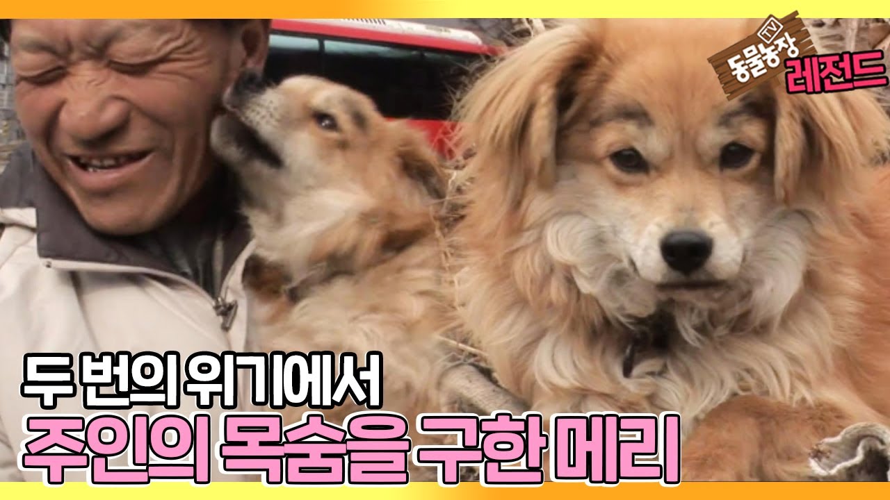 [TV 동물농장 레전드] ‘주인의 목숨을 두 번 구한 개’ 풀버전 다시보기 I TV동물농장 (Animal Farm) | SBS Story