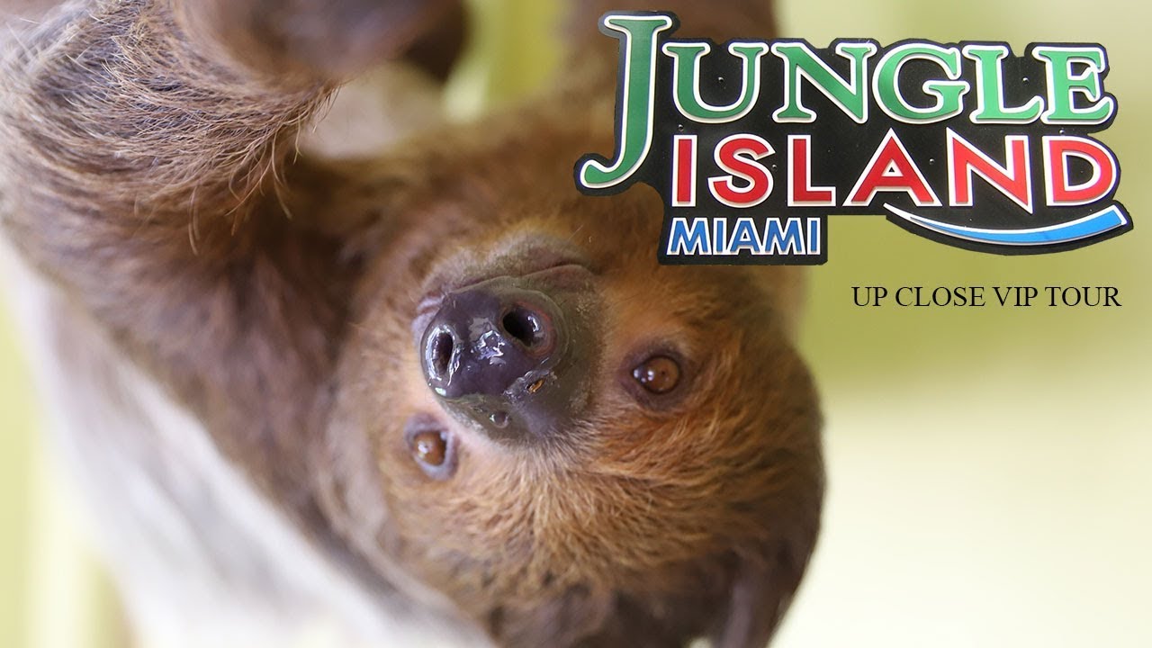 Up Close VIP Tour im Jungle Island Miami (USA)