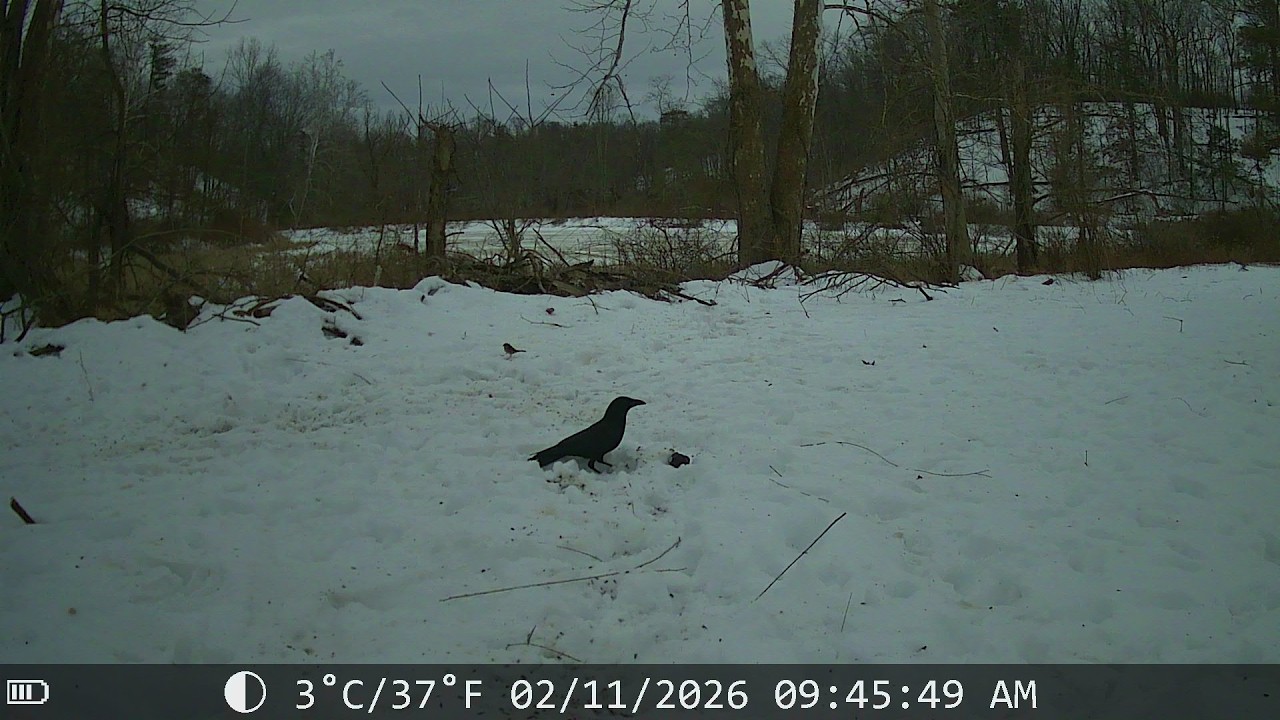 Life on the Property: Birds Feeding at First Light