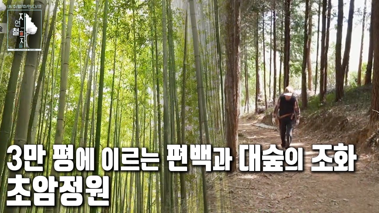 60여년간 가꿔온 고택의 정원에 초대합니다. 경이로운 3만평 편백과 대숲, 초암정원 | 자연의 철학자들 9부 '어머니의 숲을 그리다' (KBS 20220506 방송)
