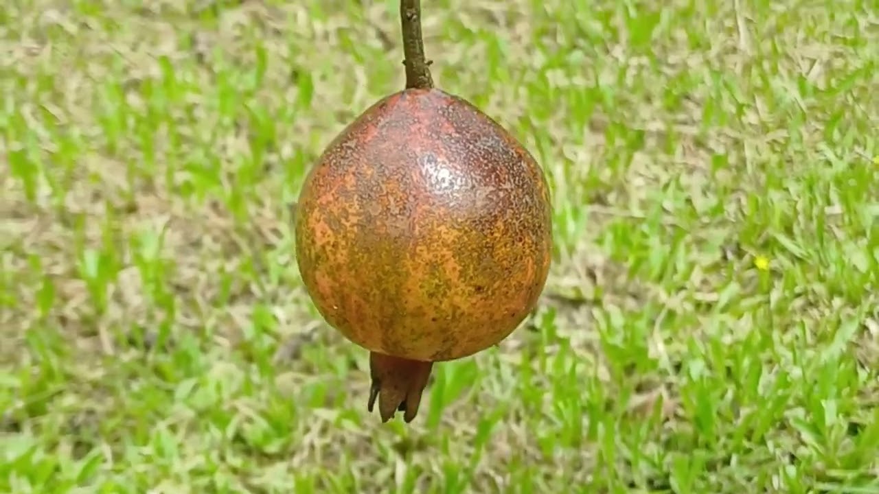 Venha conhecer um pouco das frutas que temos aqui na chácara paraíso das frutas ❤️ 