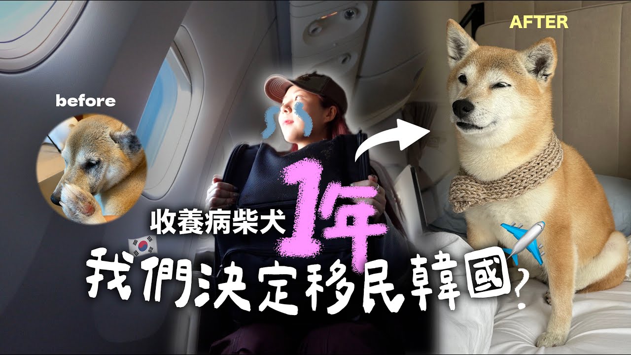 終於成功移民！柴犬坐頭等機卻遇韓暴風雪&戒嚴..遭多次延班?亂流??我們生活適應嗎？