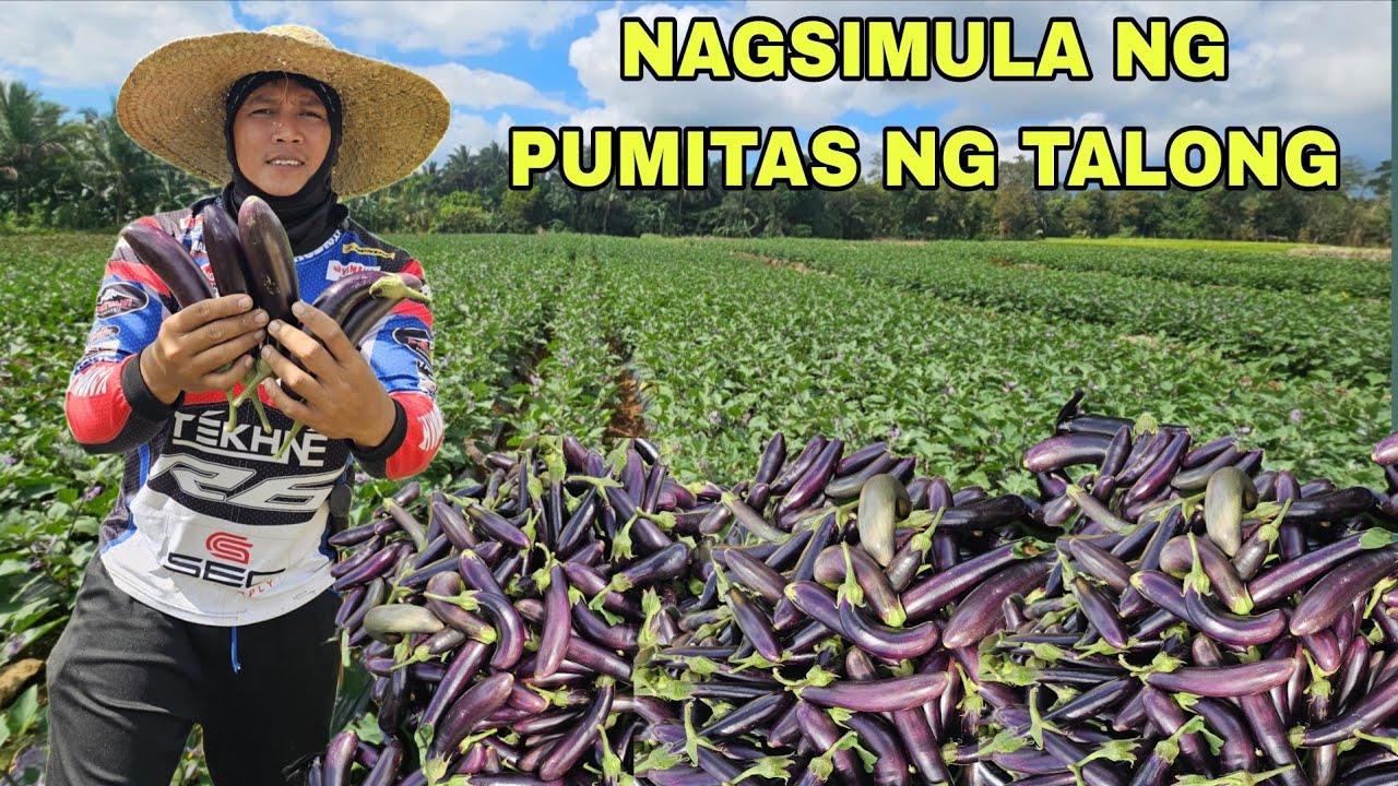 3rd Harvest na ng talong Calixto F1 Lalong dumarami...