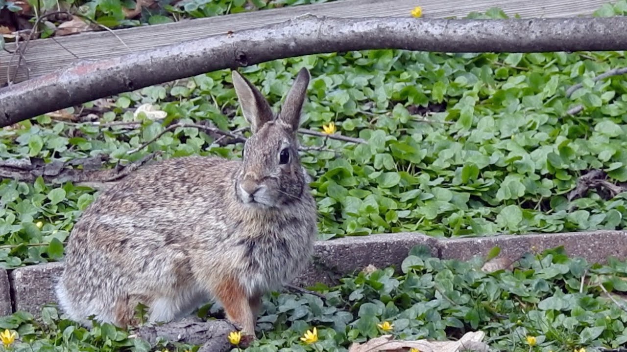 Living Near Human Neighbors | Rabbit Makes, Then Loses Nest