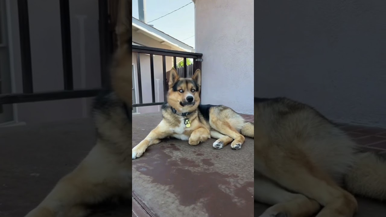 Shepherd Husky Mix Dog
