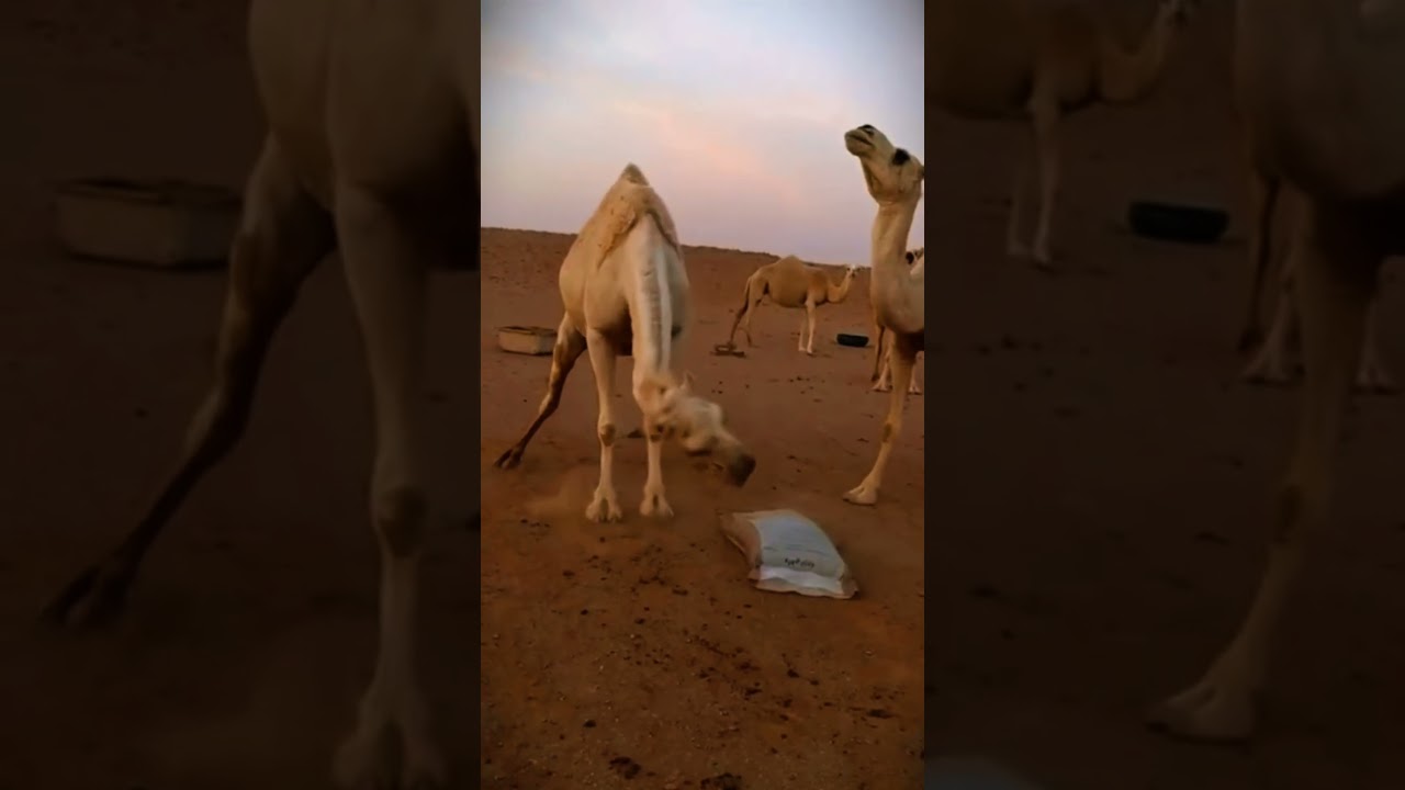 Camel love time || Camels video || animals video || HD Animal Life