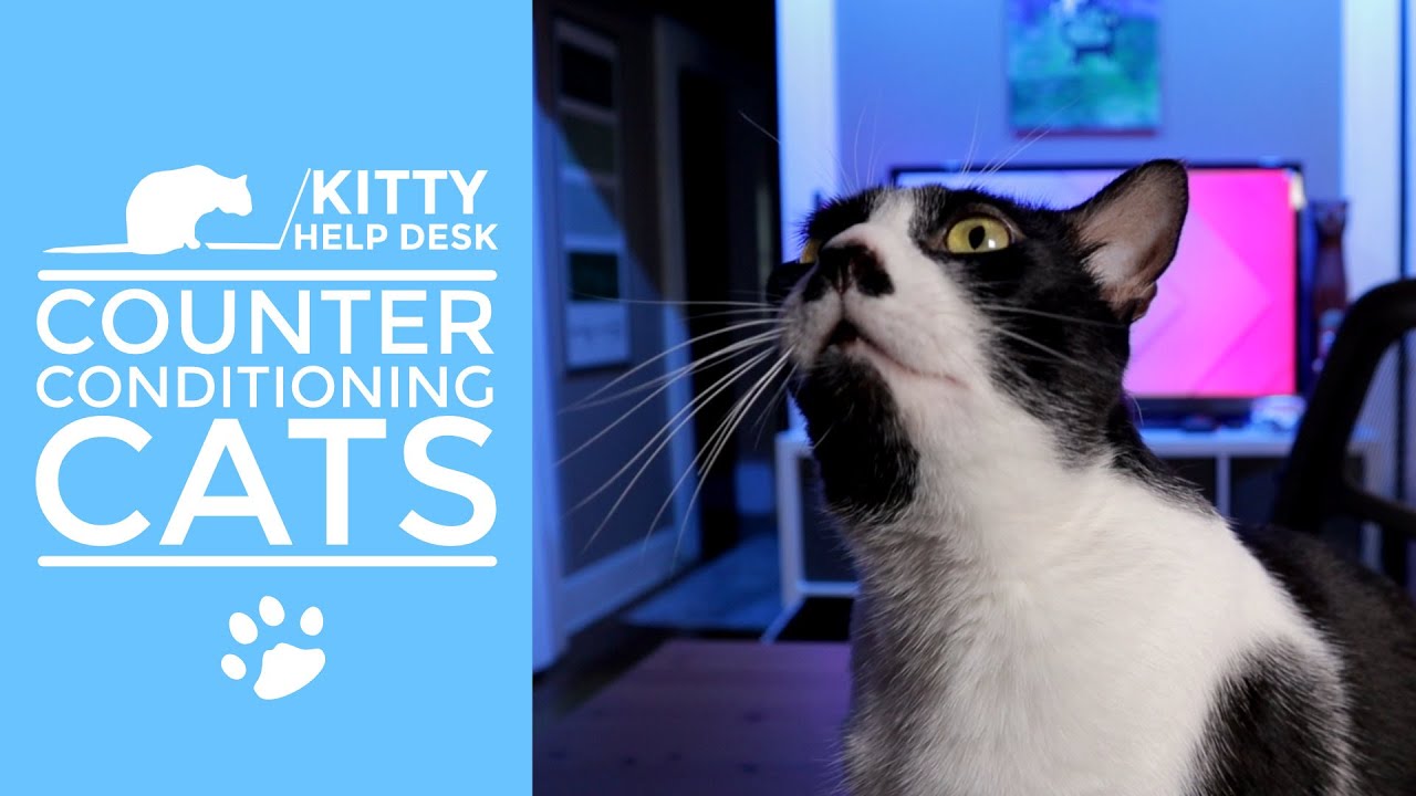 How to Use Desensitization and Counter Conditioning to Help Your Cat be Less Fearful