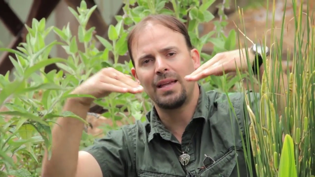 Permaculture How To Build A Wildlife Pond (simple tips)