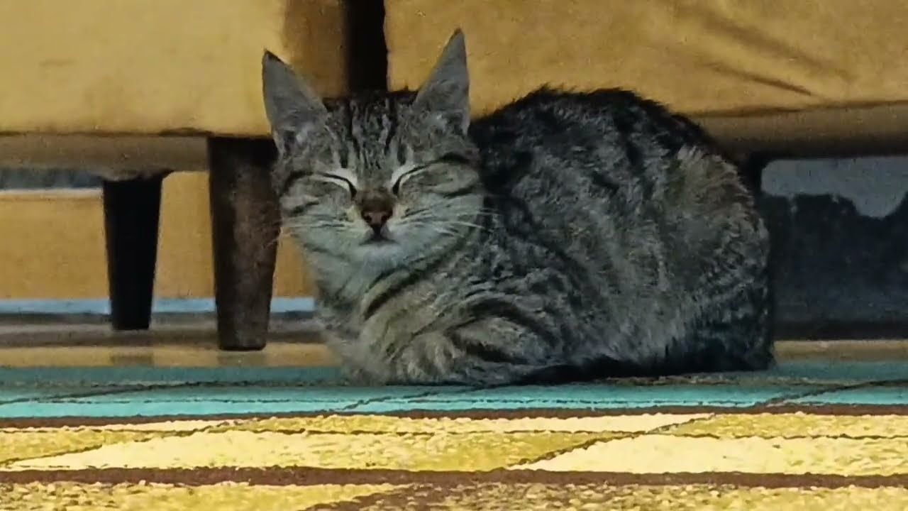 A sweet stray kitten purring 😻