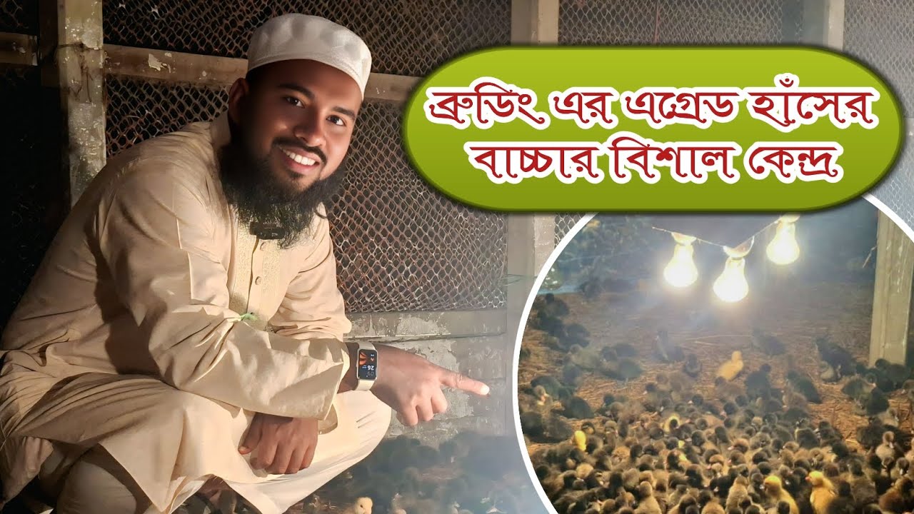  এ-গ্রেড ব্রুডিং হাঁসের বাচ্চার বিশাল কালেকশন।নাজাহ্ হাঁসের খামার এন্ড হ্যাচারী Bangladesh Duck 