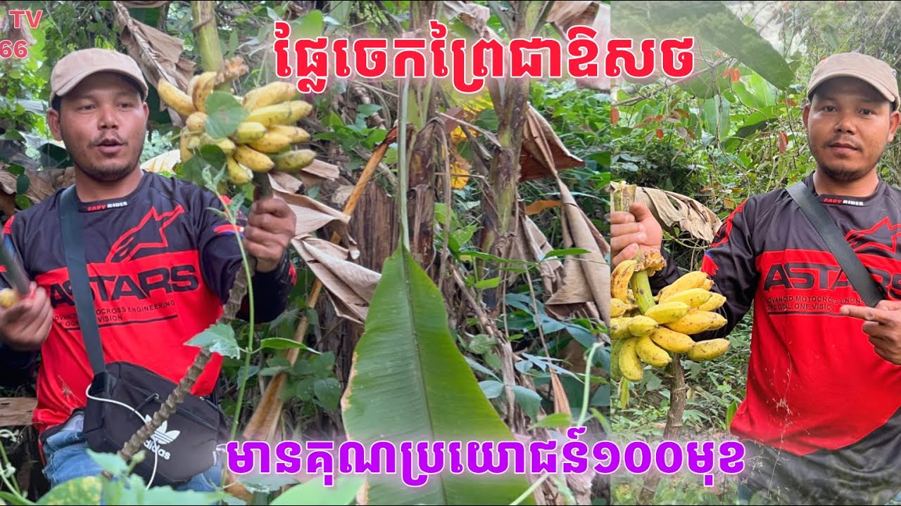 ផ្លែចេកព្រៃជាឱសថមានគុណប្រយោជន៍១០០មុន