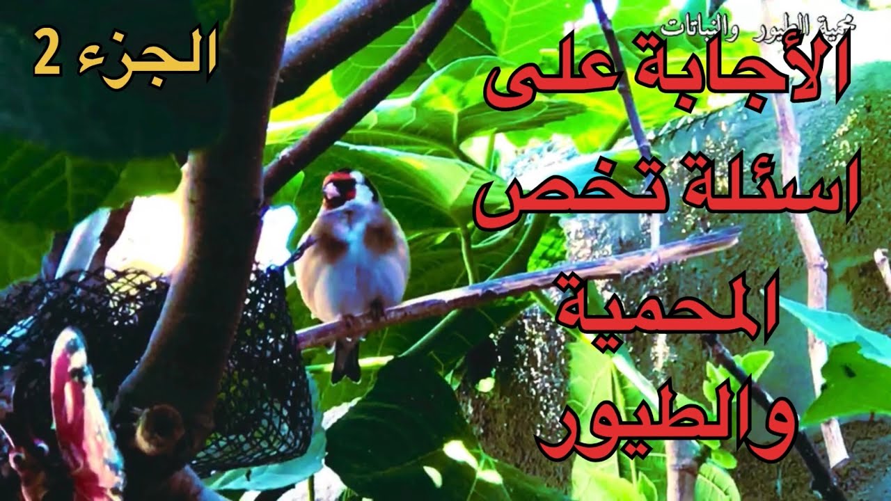 محمية للطيور والنباتات /الاجابة على الاسئلة /افضل طريقة للتخلص من ابو بريص🦎/الجزء الثاني(36)