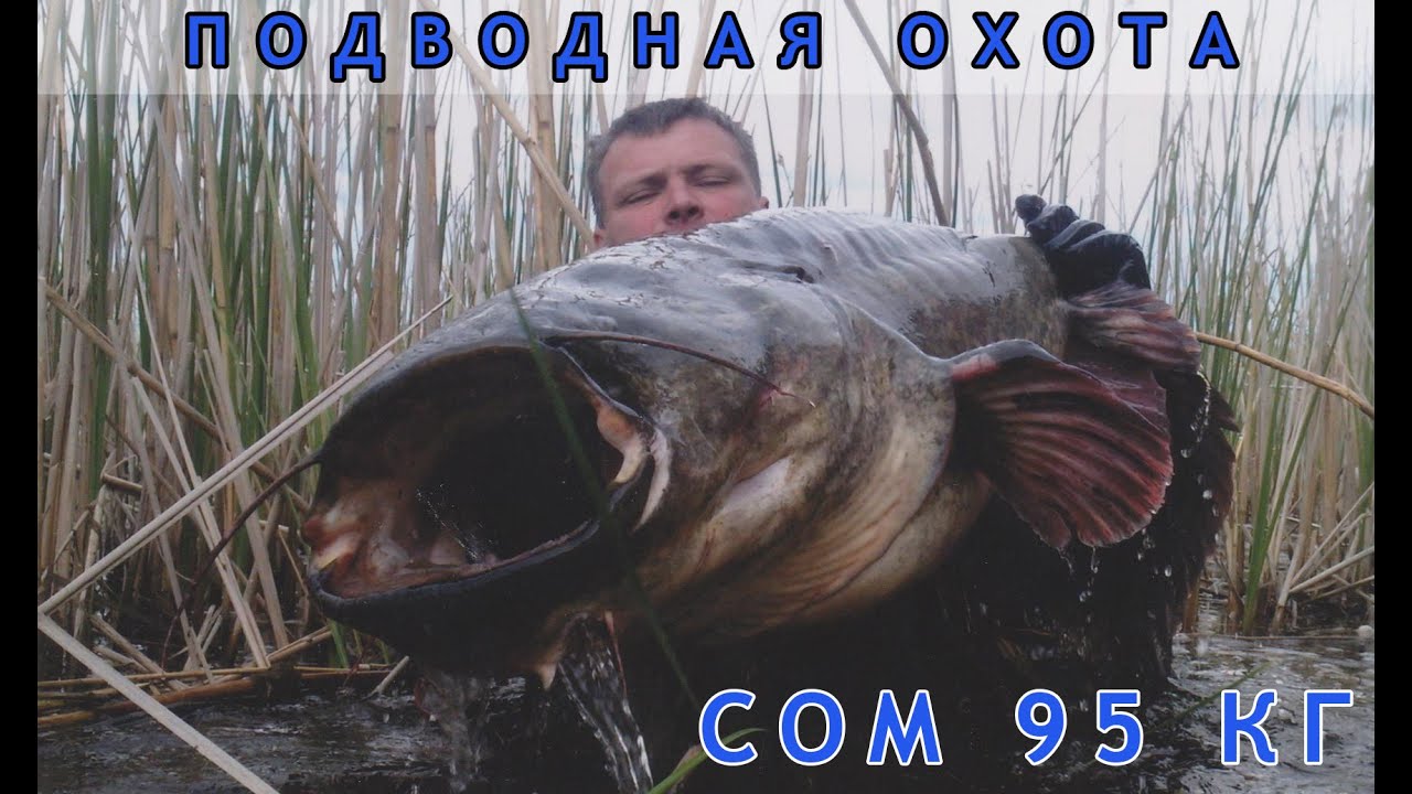 Подводная охота на трофейного сома  95 кг