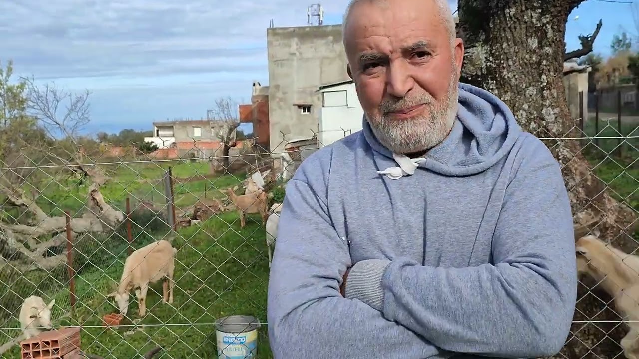 Reportage sur l'élevage caprin en zone de montagne imsounene kabylie Algerie