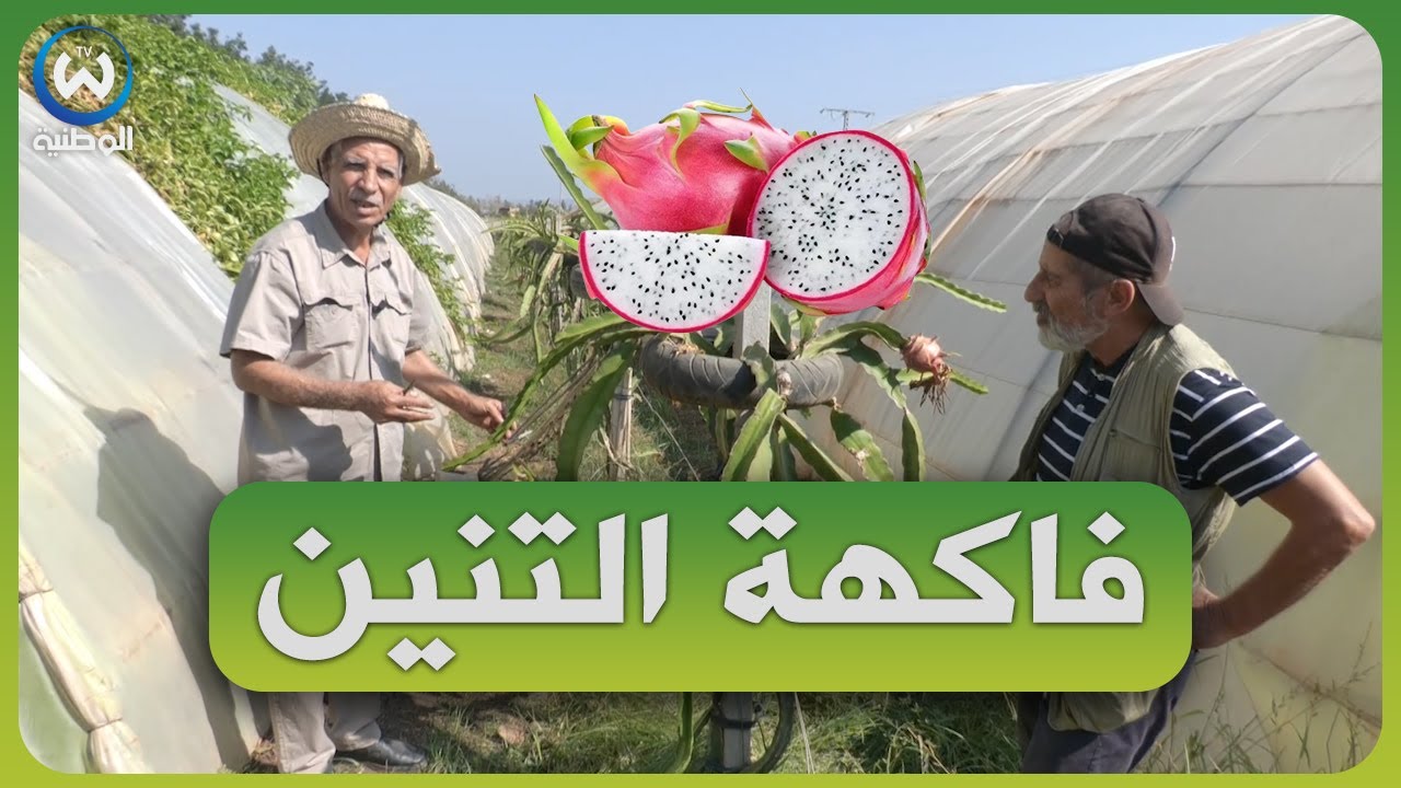 نجاح تجربة زراعة فاكهة التنين الاستوائية في الجزائر