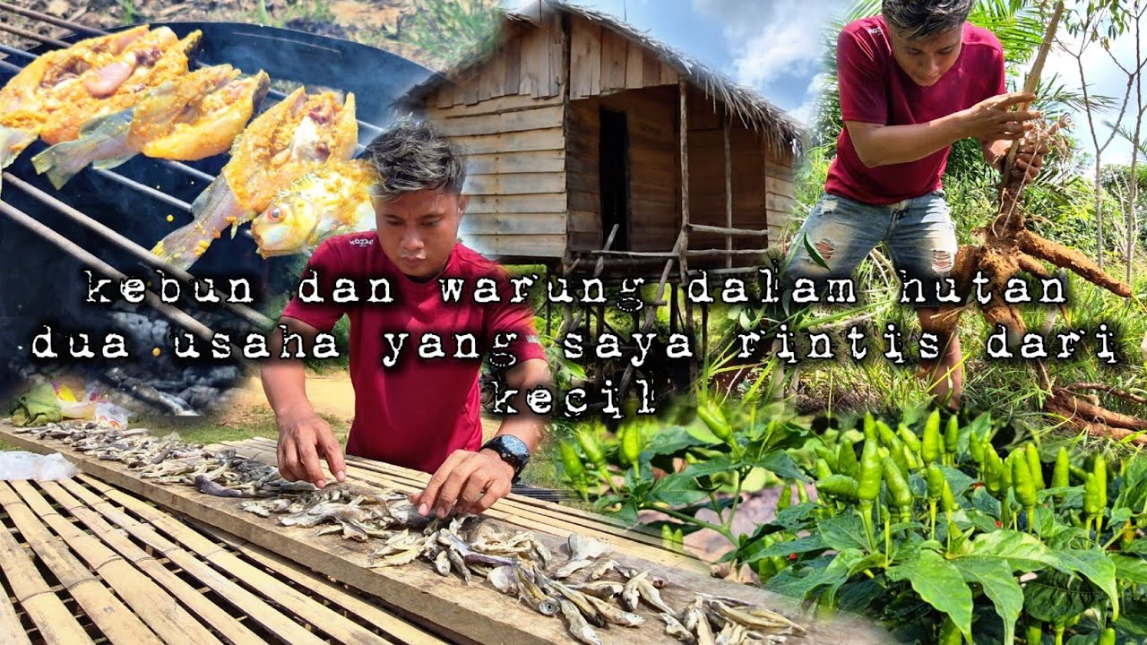 Beginilah kondisi kebun lama yang di penuhi tanaman ubi yang sangat bagus hidup di hutan