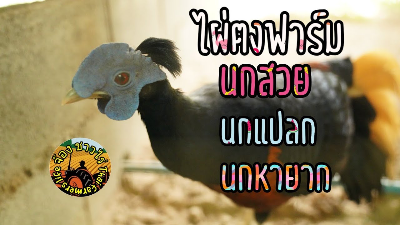 ฟาร์มนกไผ่ตง แหล่งรวมนกสวย นกแปลกหายาก มีใบครอบครอง