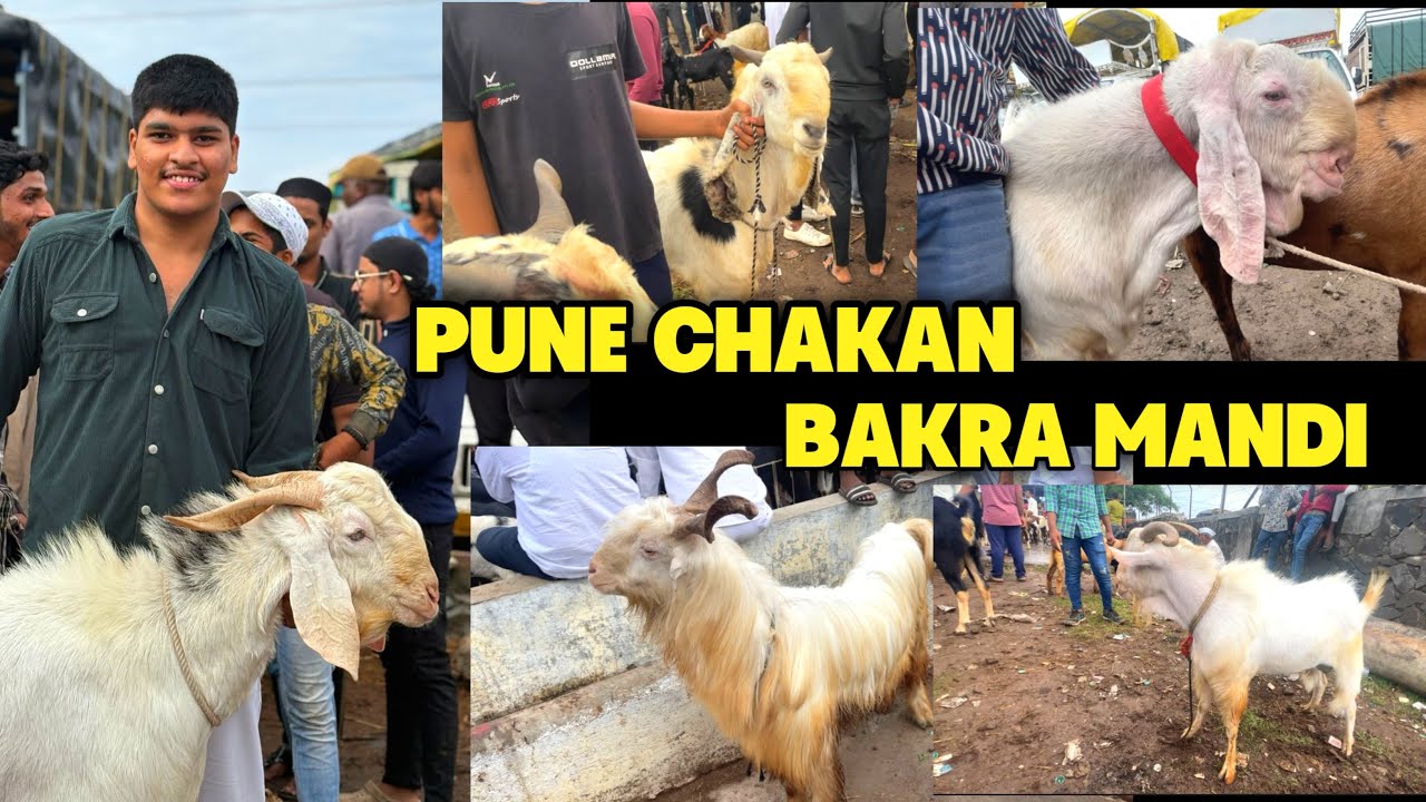 Pune Biggest Bakra Mandi Chakan Bakra Mandi || Full Vlog || Kaif mahedvi vlogs