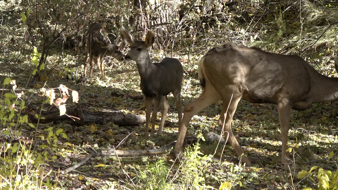 Frijoles Canyon Awakens