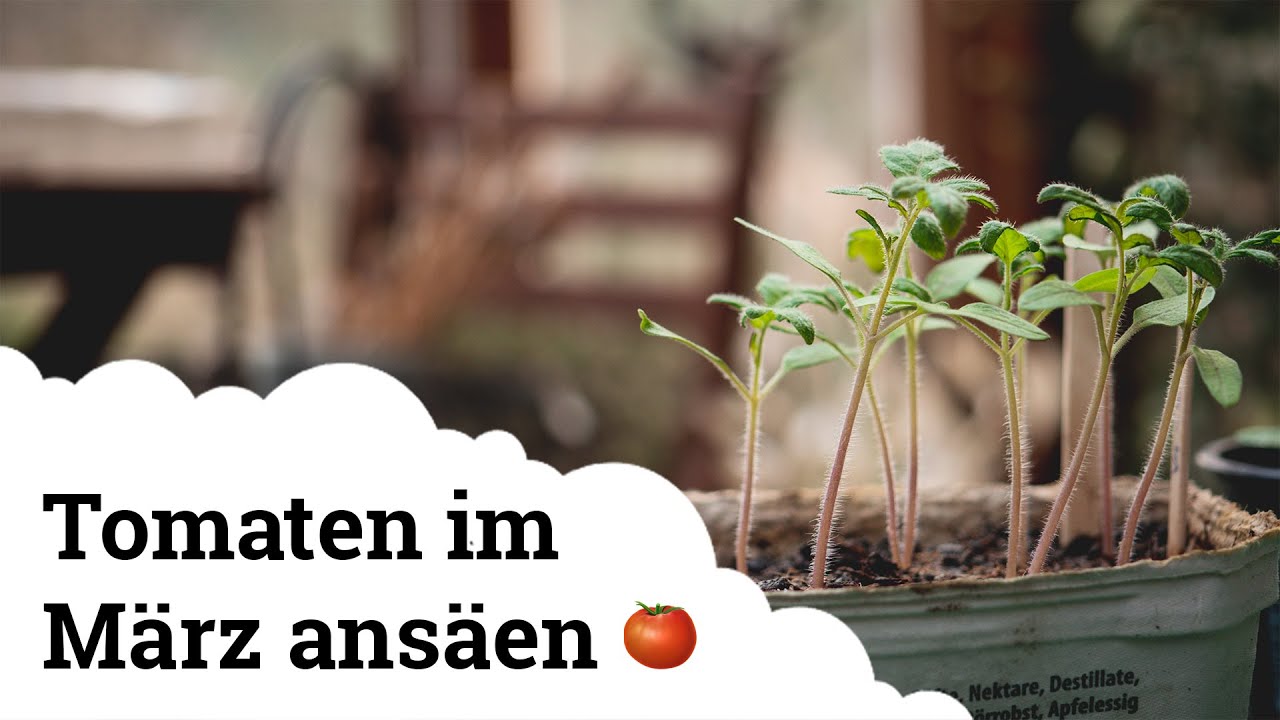 Tomaten | 5 Tipps zur Tomatenanzucht - so einfach geht es! 🍅