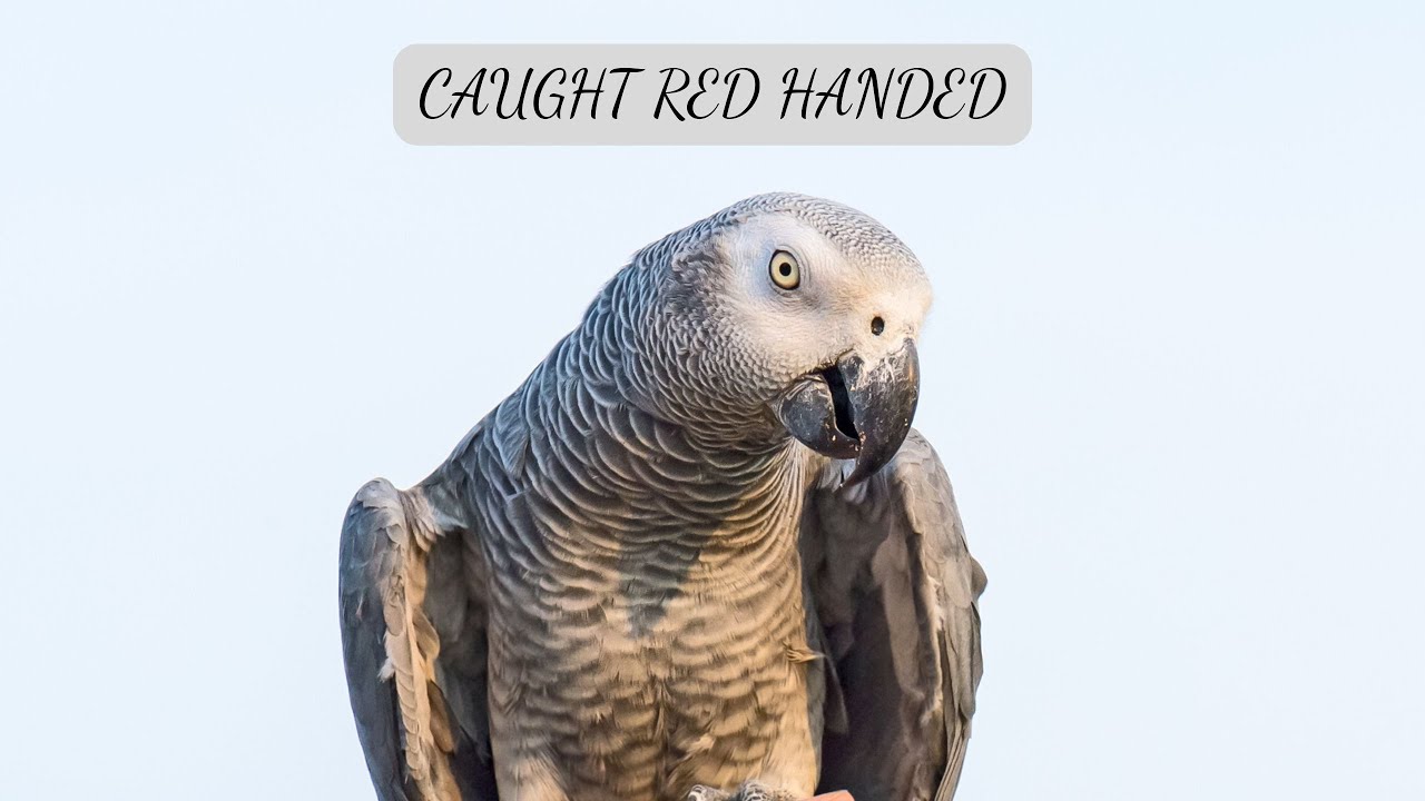 Nachoo's Revenge! - CAUGHT RED HANDED