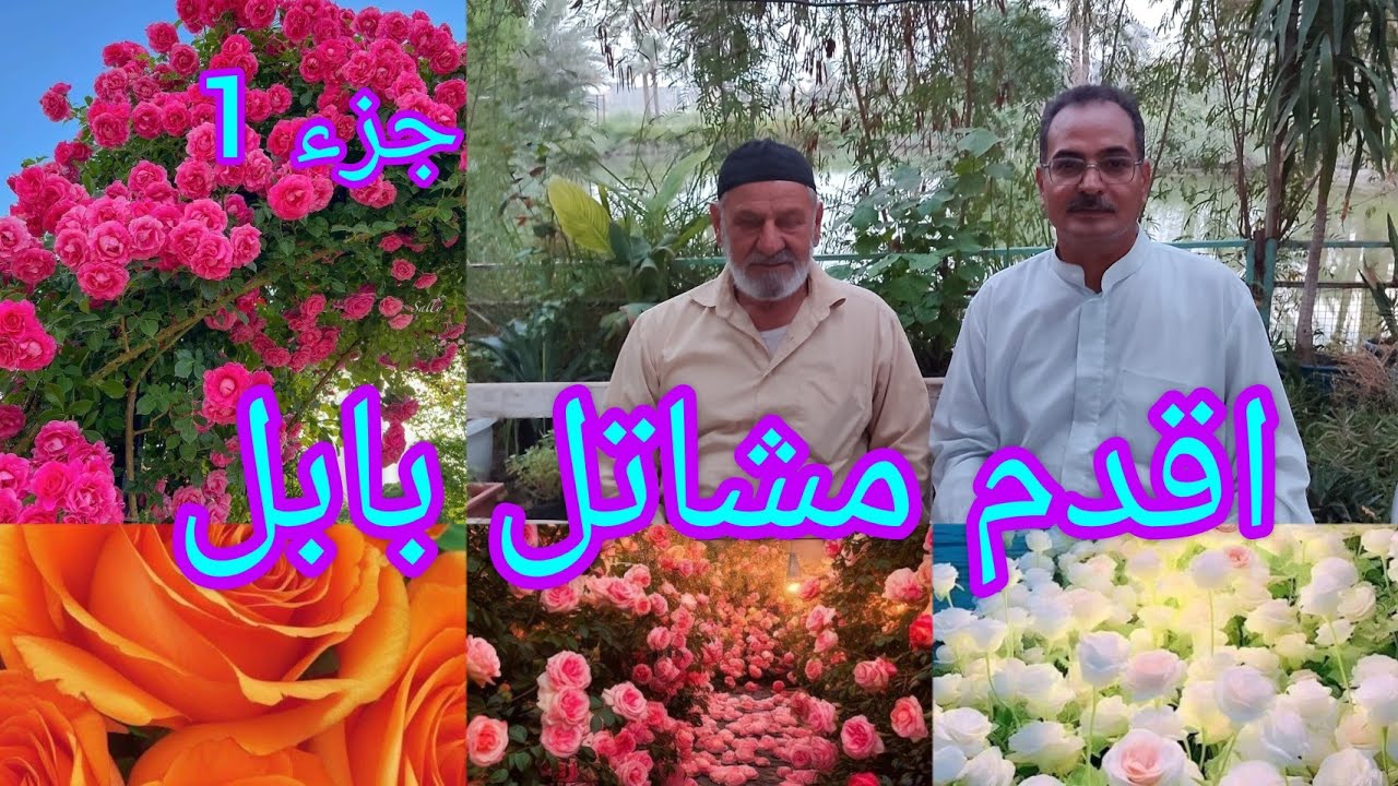 جولة في مشتل ضياء شبر (جزء 1 ) من اقدم مشاتل العراق 🇮🇶 بابل /كورنيش الحلة   ‏‪+964 780 373 1691‬‏