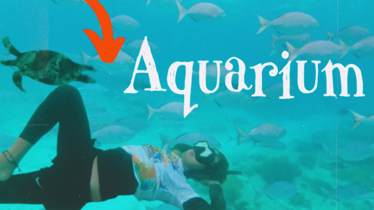 A protected marine sanctuary in Mantigui Island Camiguin || A real Aquarium under water