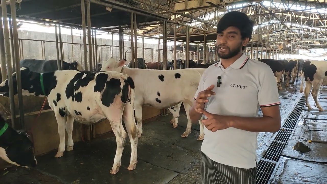 জাকের ডেইরী ফার্ম থেকে উন্নত জাতের বকনা বিক্রি হবে বিস্তারিত জানতে দেখুন l dairy farming